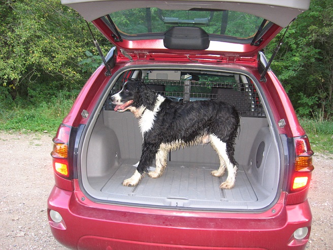 Yogi after a swim (small).jpg