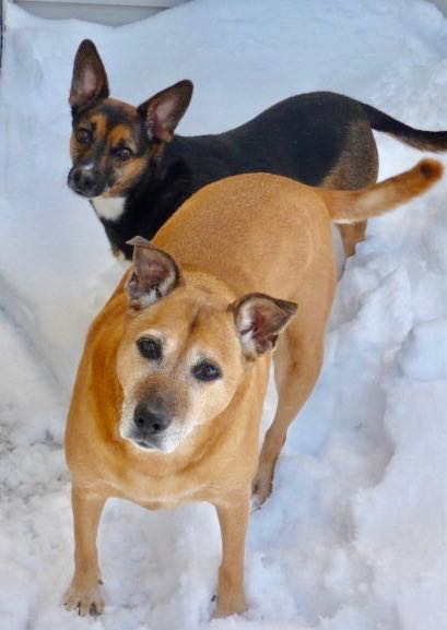 The two dogs in the snow. I got the car when they were about 4-5 years old.