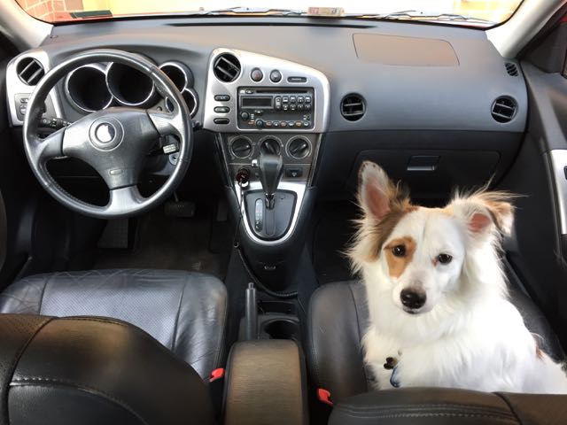 I took this picture today. This one thinks she needs to be in the front seat, making the seatbelt alarm go off.