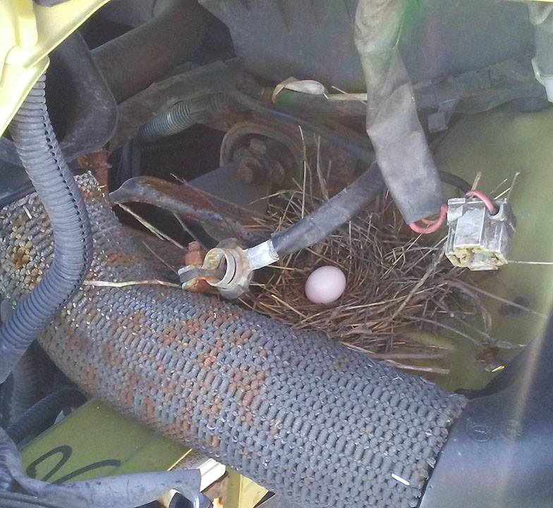 bird nest.jpg