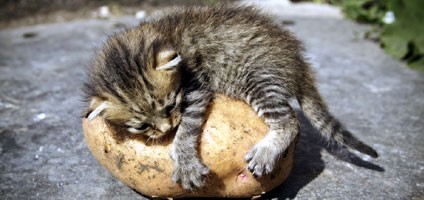 catpotato.jpg